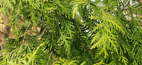 green cypress needle leaves background texture surface