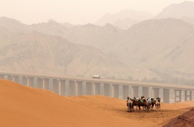 camels in tennger desert, shapotou scenic area, ningxia province, china