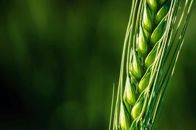 ear of wheat in field, closeup of green crop during early growth stage, selective focus