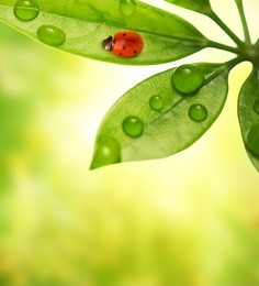 ladybug sitting on a green leaf.