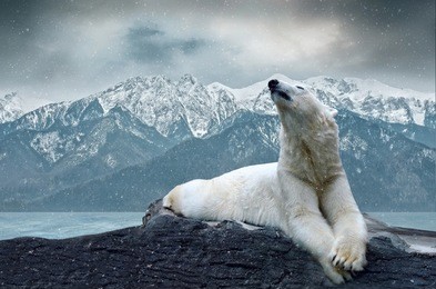 white polar bear on the ice