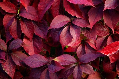 red autumn leaves on a wall, background