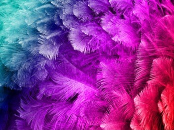 colorful ostrich feather background 