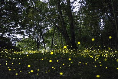 fireflies dancing wildly in the forest at night.