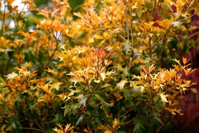 closeup of the golden yellow evergreen leaves of the hardy perennial garden shrub osmanthus heterophyllus all gold.