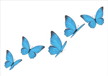 blue butterfly han drawn design