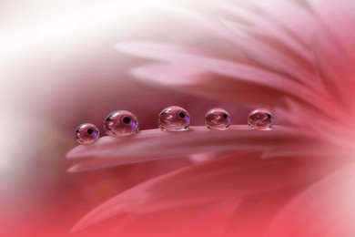 beautiful macro photo.colorful flowers.border art design.magic light.close up photography.conceptual abstract image.pink background.fantasy floral art.creative wallpaper.beautiful nature.water drop.