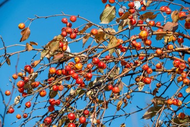 decorative red apples will add a pop of color to your fall décor. the yellow leaves complement the red apples beautifully. create a festive fall decoration with these little apples and fall leaves.