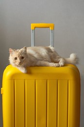 red cat lies on a yellow suitcase, travel, luggage, fluffy kitten, wool, isolated on a light background, pet, young animal, domestic, cute