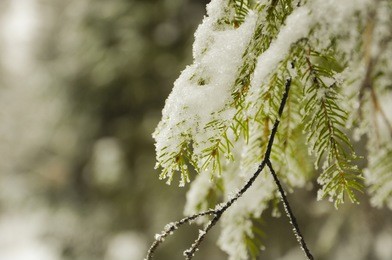 the frost on spruce needles 