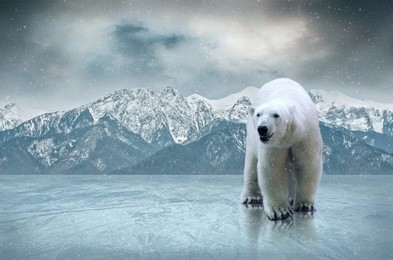 white polar bear on the ice