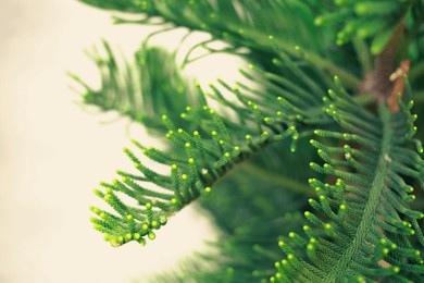 cypress araucaria columnaris is an evergreen tree, with a araucaria columnaris height of over 60 m and a trunk diameter of 200 cm. the araucaria columnaris trunk has true and false rings that are form