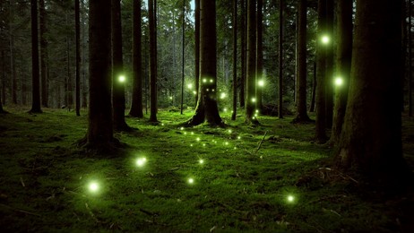 dreamy green glowing fireflies in fairytale forest.	
