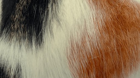 a brown and white fur with a black spot on it, in zoom