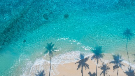 summer palm tree  and tropical beach with blue  of seashore background