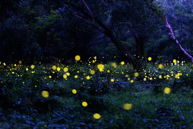 many fireflies in the middle of the forest.