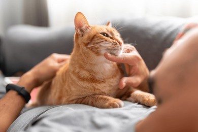 young man lying on a sofa interacts with a brown domestic cat