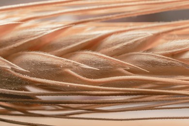 a macro shot of an ear of wheat texture