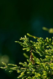 lemon cypress bright evergreen foliage