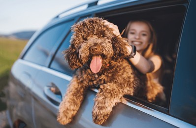 portrait fluffy brown maltipoo dog with smiling little girl looking out from an open car window while they sitting in back seat during car journey. funny pets in a modern family concept.