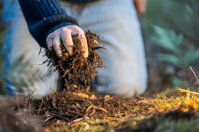 turning a compost pile in a community garden. compost full of microorganisms. sustainable regenerative agriculture with a soil sample
