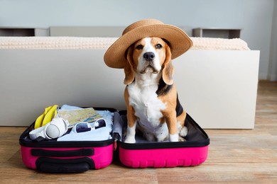 a beagle dog at a suitcase with things for a summer vacation at sea. 