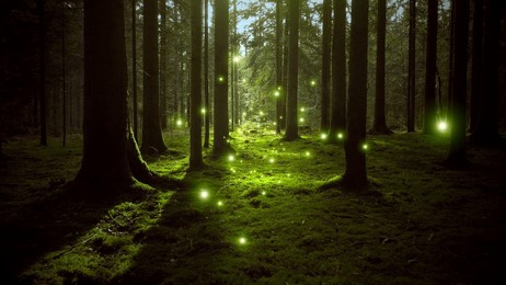  dreamy fairy tale woods with green glowing fireflies.