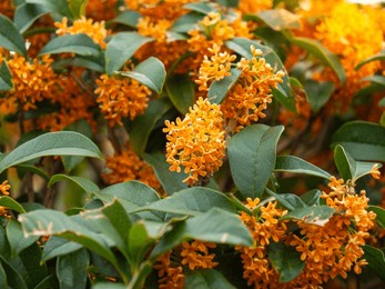 beautiful small flowers of fragrant olive(osmanthus fragrans)or tea olive with green leaves in the park