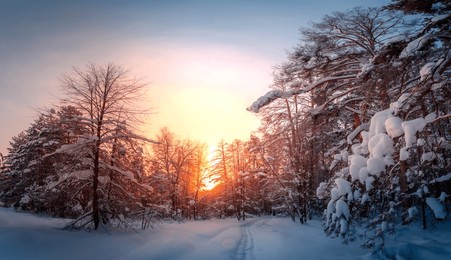sunny morning in a winter snowy forest. frosty morning. frost falls from the trees. the ski track is covered with snow.