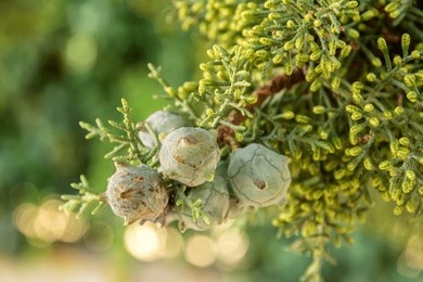 cypress fruit on cypress tree branch closeup