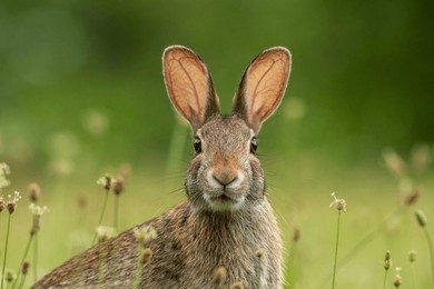 small young eastern cottontail rabbit, sylvilagus floridanus, facing camera straight on center soft green background 