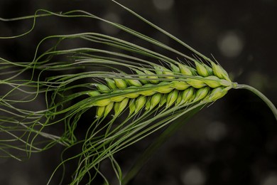 a single stalk of green barley with beard isolated on a dark background