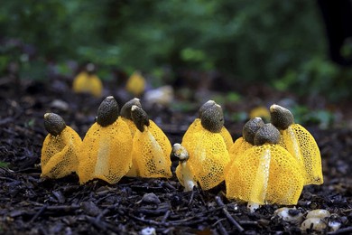 close-up of yellow phallus luteus on the ground with fallen leaves in the forest near gimpo-si, south korea

