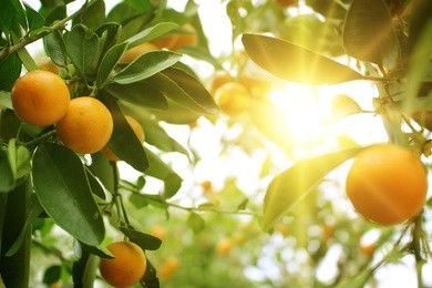 orange tree 