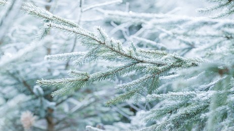christmas tree in frosty winter forest, christmas nature wood backdrop background for christmas montage
