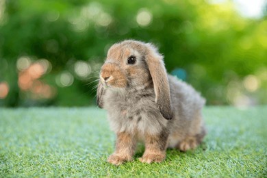 healthy lovely baby bunny easter brown rabbit on green garden nature background. cute fluffy rabbit, animal symbol of easter day festival.