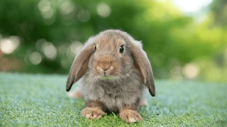 healthy lovely baby bunny easter brown rabbit on green garden nature background. cute fluffy rabbit, animal symbol of easter day festival.