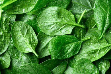background from fresh green spinach leaves with water drops. texture of raw organic baby spinach close up. food background