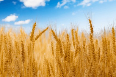 wheat field under the blue sky. ripe wheat ears background. rich harvest concept.
