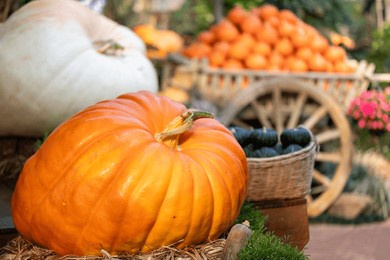 display of pumpkin and gourd from the harvest fair festival with many homegrown and heirloom species that has been organically grown locally for fall and autumn season