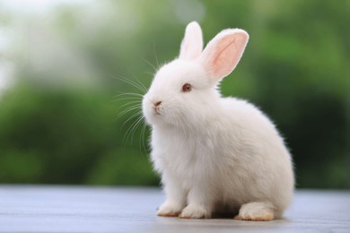 lovely bunny easter fluffy baby rabbit with a basket full of colorful flowers and easter eggs on green garden nature background on warming spring day. symbol of easter day festival. rabbit in summer.