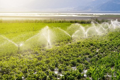 automatic sprinkler irrigation system watering in the vegetable farm. selective focus and motion blur