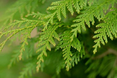 evergreen background, fresh summer cypress leaves . green leaves background.texture of pine branch. conifer cedar thuja leaf green texture. fresh green christmas leaves, branches of pine trees