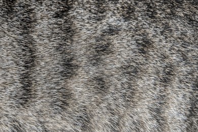 cat fur texture background. grey vat hair or coat texture.  pet hair background. cat fur pattern , cat fur abstract background texture of fur cat close-up fashion element design