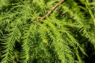 sstkbackgrounds unique florida bald cypress tree branch 