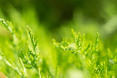 beautiful japanese cypress leaf in the forest