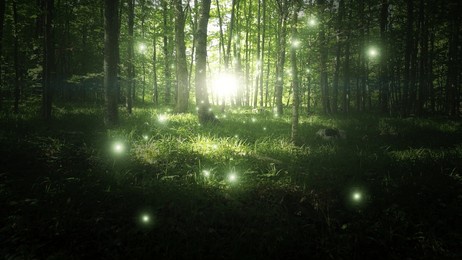 magical sunny divine dark green forest trees with glowing fireflies.	
