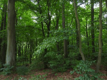 dark green landscape of a green deciduous forest with alders, hornbeams and beech trees with trees with light barks in summer
