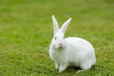 hare rabbit bunny animals grass field