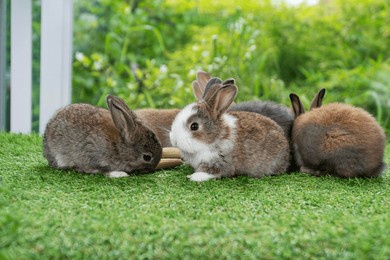 adorable baby rabbit bunny eating fresh baby corn sitting on green grass over bokeh nature background. infant rabbit brown white hare eat fresh grass on lawn on green. easter bunny animal concept.